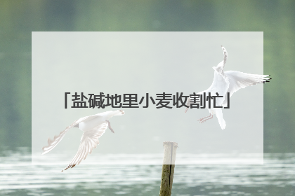 盐碱地里小麦收割忙