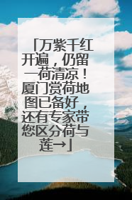 万紫千红开遍，仍留一荷清凉！厦门赏荷地图已备好，还有专家带您区分荷与莲→