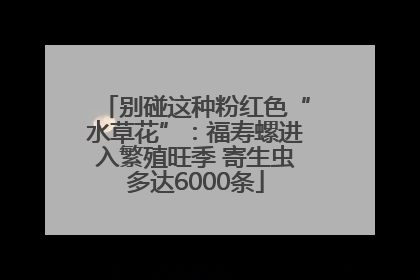 别碰这种粉红色“水草花”：福寿螺进入繁殖旺季 寄生虫多达6000条