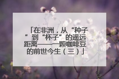 在非洲，从“种子”到“杯子”的遥远距离——一颗咖啡豆的前世今生（三）