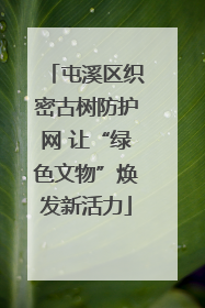 屯溪区织密古树防护网 让“绿色文物”焕发新活力