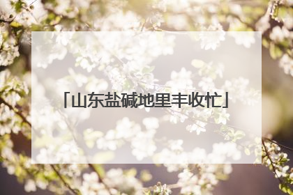 山东盐碱地里丰收忙