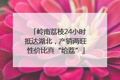 岭南荔枝24小时抵达湖北，产销两旺性价比真“给荔”