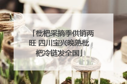 枇杷采摘季供销两旺 四川宝兴晚熟枇杷冷链发全国