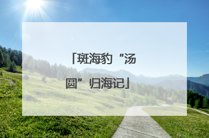 斑海豹“汤圆”归海记