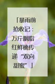 暴雨前抢收记：万斤胭脂红鲜桃传递“双向甜蜜”