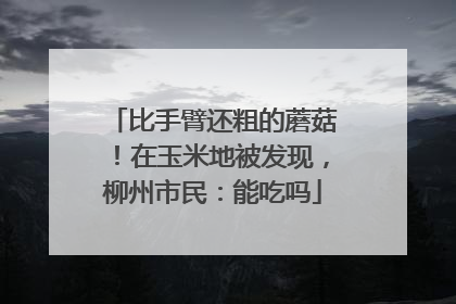 比手臂还粗的蘑菇！在玉米地被发现，柳州市民：能吃吗