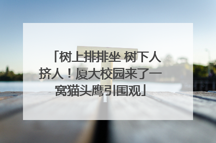 树上排排坐 树下人挤人！厦大校园来了一窝猫头鹰引围观