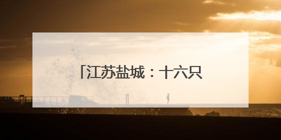 江苏盐城：十六只国家一级保护动物东方白鹳放归自然