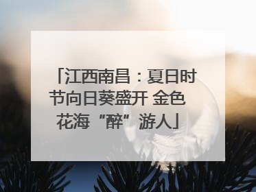 江西南昌：夏日时节向日葵盛开 金色花海“醉”游人