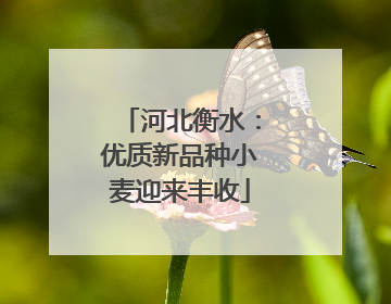 河北衡水：优质新品种小麦迎来丰收