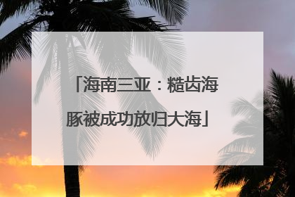 海南三亚：糙齿海豚被成功放归大海