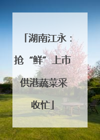 湖南江永：抢“鲜”上市 供港蔬菜采收忙