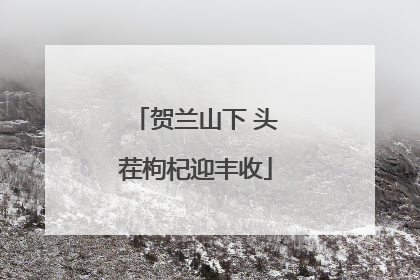 贺兰山下 头茬枸杞迎丰收