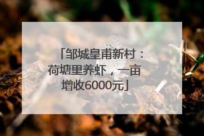 邹城皇甫新村：荷塘里养虾，一亩增收6000元