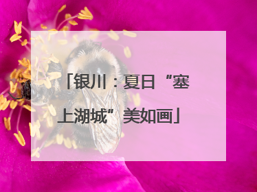 银川：夏日“塞上湖城”美如画