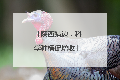 陕西靖边：科学种植促增收