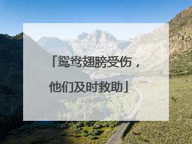 鸳鸯翅膀受伤，他们及时救助